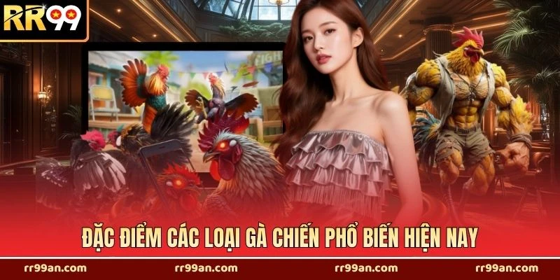 Đặc điểm các loại gà chiến phổ biến hiện nay