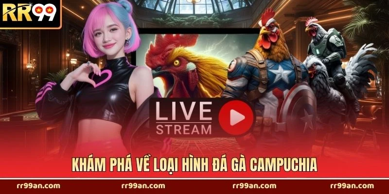 Khám phá về loại hình đá gà Campuchia